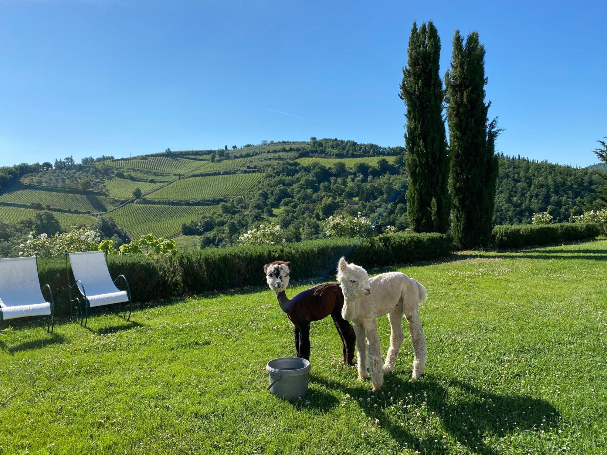 Villa Rignana Chianti Estate, Pool, Tennis,Cook Greve in Chianti Exterior foto